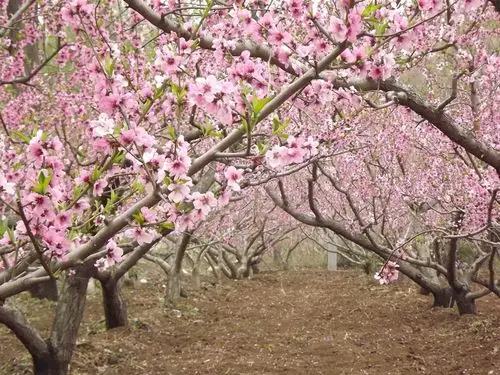 陕州过村桃花满树和娇烂漫红万枝丹彩灼春融