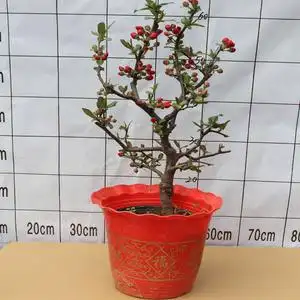 【红千鸟海棠】红千鸟海棠品牌,价格 - 阿里巴巴