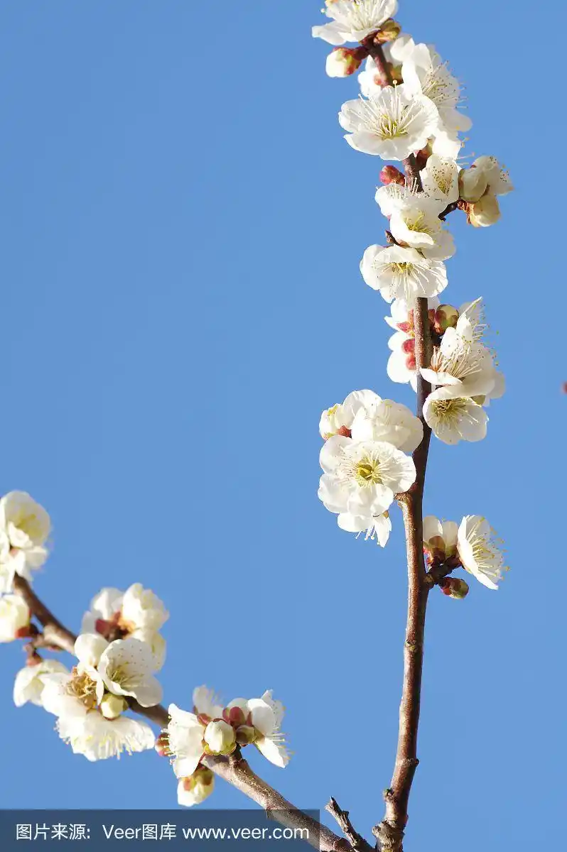 白色,天空,蓝色,梅花,在下面