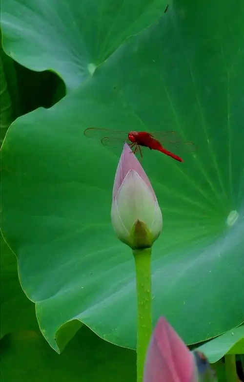 吸引着各种颜色的蜻蜓,时落时飞,展示着它们轻盈而美丽的身姿.