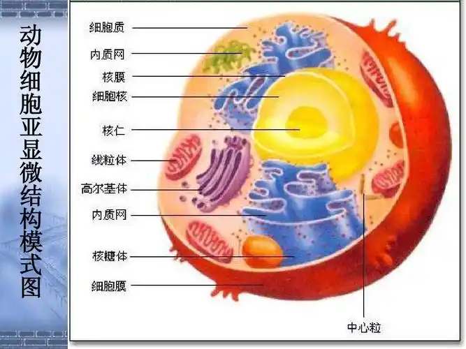 高三生物第一轮复习课件-考点四:细胞的结构和功能答案ppt