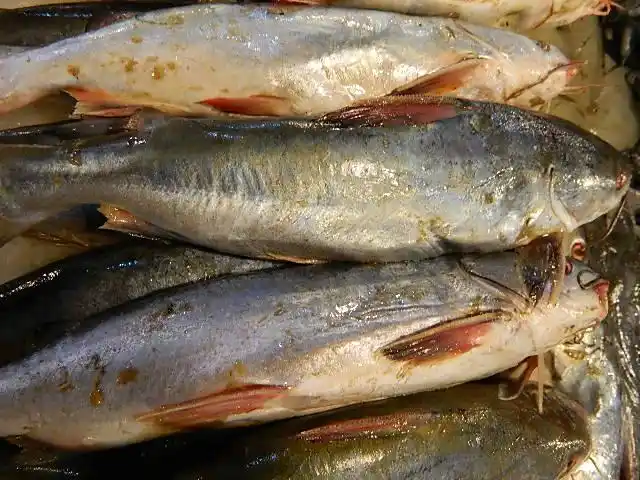 钢鱼老倌供应,配送