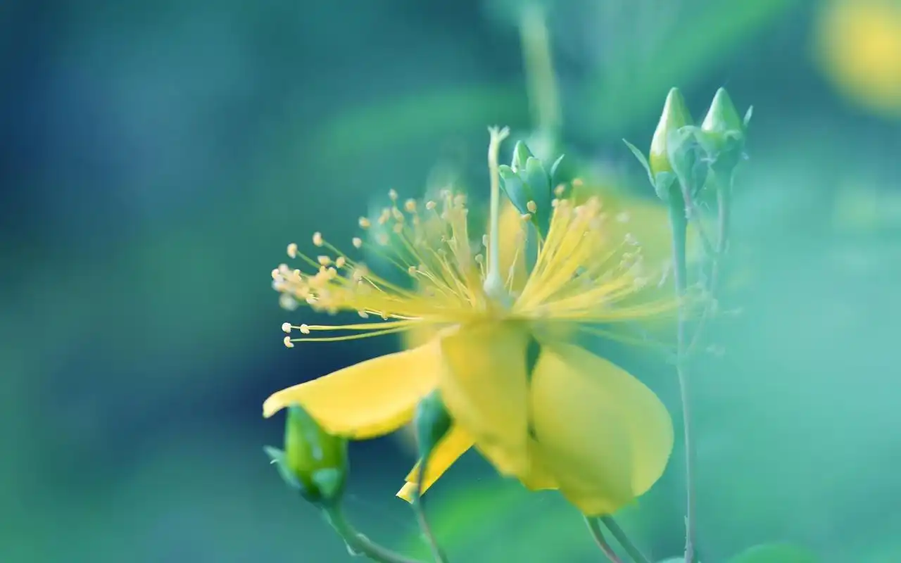 电脑壁纸 花卉 鲜花 小清新鲜艳迷人的金丝桃