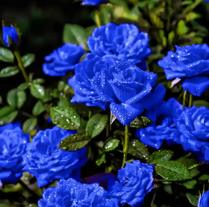碎冰蓝玫瑰花老桩嫁接多色蓝色妖姬,稀有品种,每天都能欣赏到美 - 抖