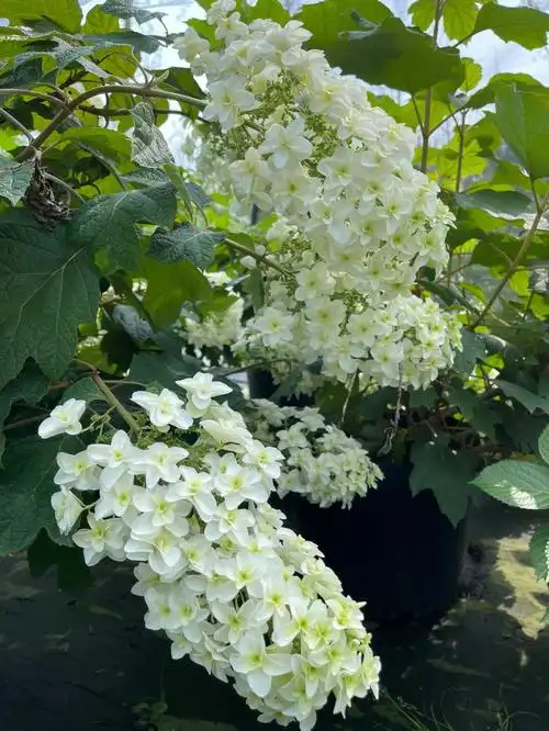 栎叶绣球"雪花"