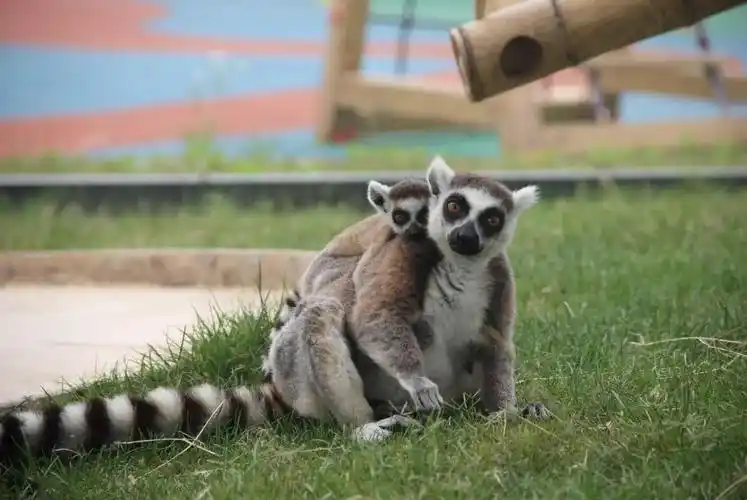 园内将展出300余种,近20000头(只) 野生动物 4.