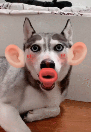 哈士奇被香肠嘴附体,变得不成狗样,聪明狗被傻主带偏-看点快报