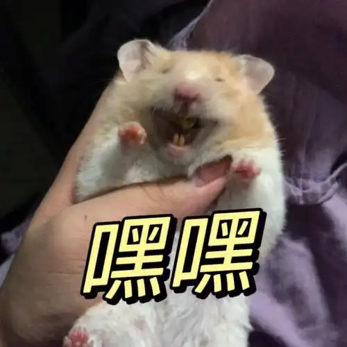 仓鼠表情包搞笑