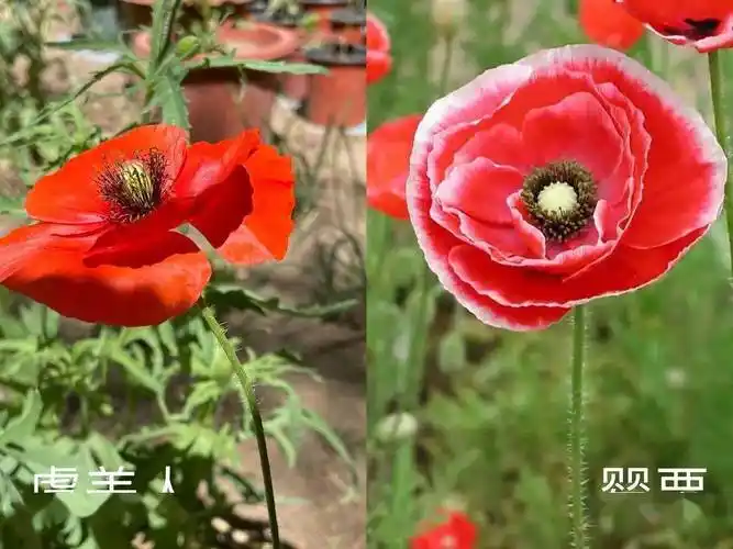 禁种铲毒群众举报有人种植罂粟