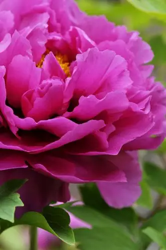 微距校园红牡丹