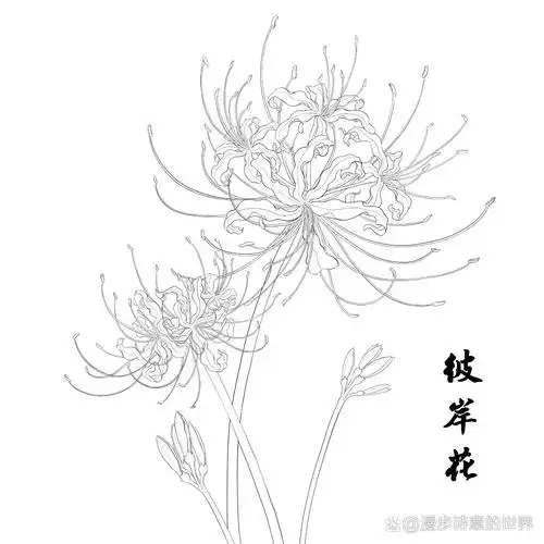 国风插画花卉元素线稿积累2——彼岸花