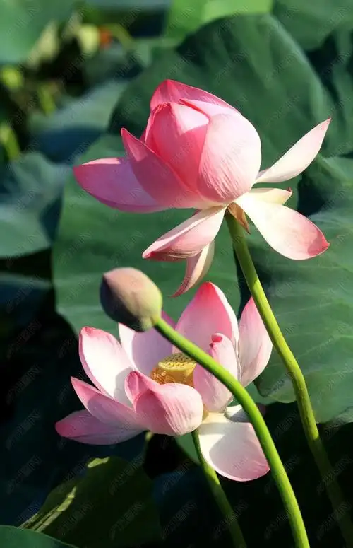 莲花.下载-编号25988570-自然风景-我图网