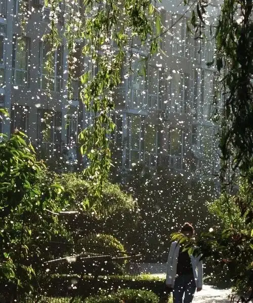 我在信院的艳阳里大雪纷飞_柳絮