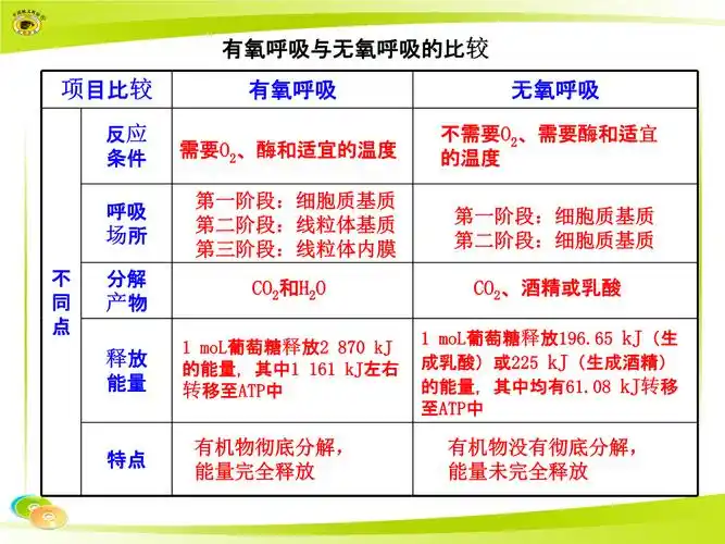 《有氧呼吸与无氧呼吸的比较.ppt》