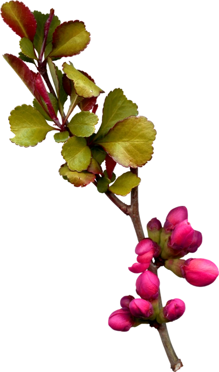 免抠【花枝花草】透明图片素材 (值得珍藏)