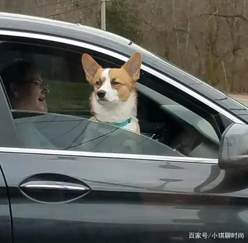 主人无意间拍到的柯基,小表情绝了!