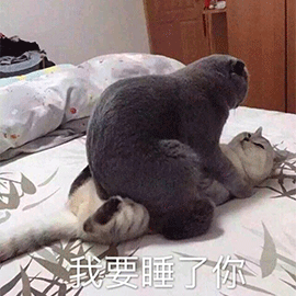 萌宠猫咪猫我要睡了你撩gif动图_动态图_表情包下载_soogif