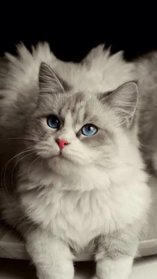 布偶- 堆糖,美图壁纸兴趣社区