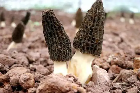 泸县福集镇羊肚菌喜获丰收乡贤撑起致富伞