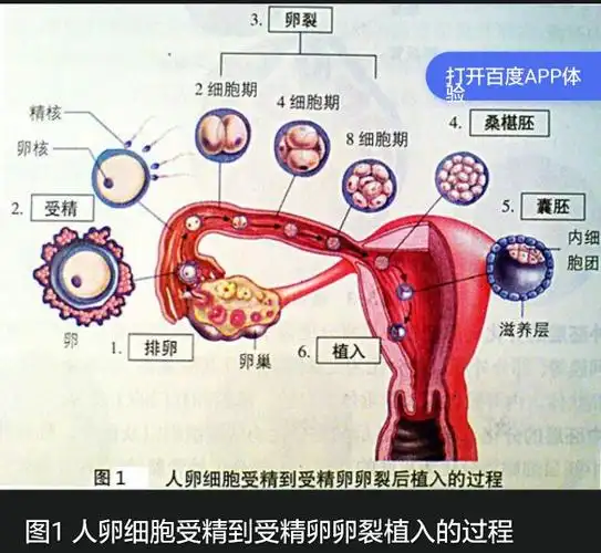 人类胚胎过程("科普中国"编写,审阅专家李少斌)