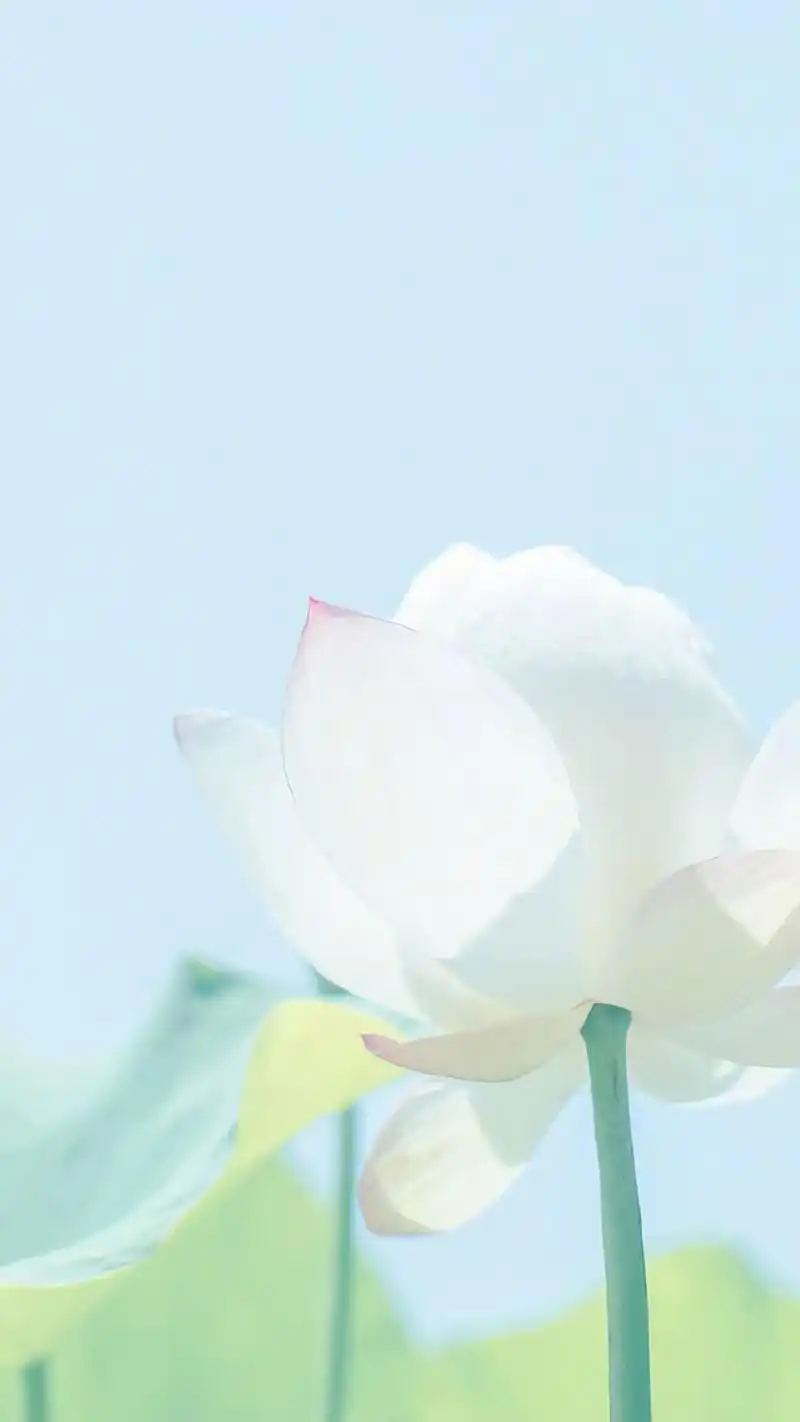 小清新养眼的花卉图片手机壁纸