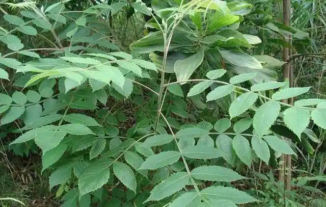 大山里的"担盐果",农村娃最爱的零食,吃过的都结婚了吧_果实_野果