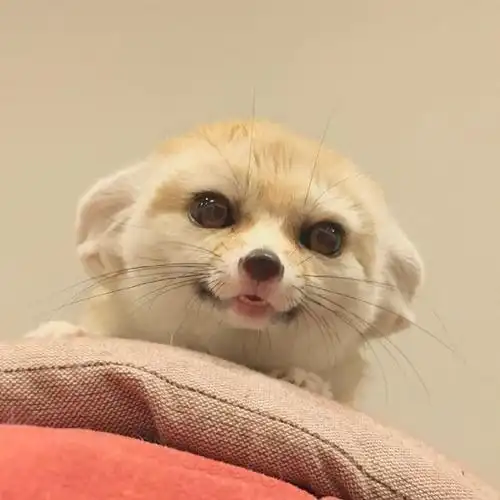 狐狸##耳廓狐##不许养