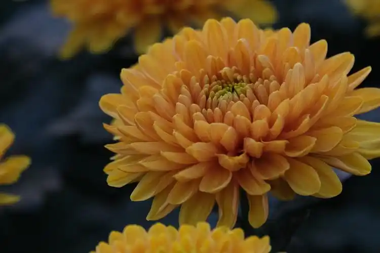 菊花,是唯美了秋天的精灵