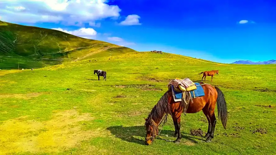蓝天白云下草场悠闲吃草的马