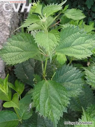 大叶苎麻boehmeria longispica steud. _植物通