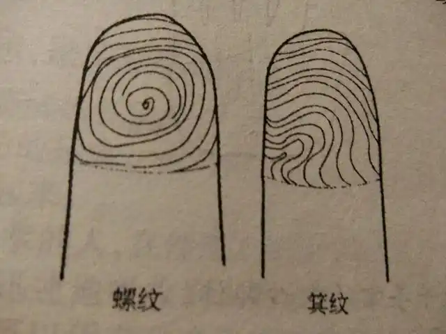 手相尾端三个分叉是什么命(5根手指哪根手指上面有螺纹命最好)(2)