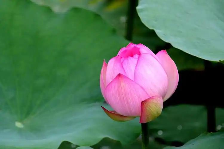 荷花,莲花,花卉,鲜花,植物花卉端庄大气的荷花图片 荷花,莲花,花卉