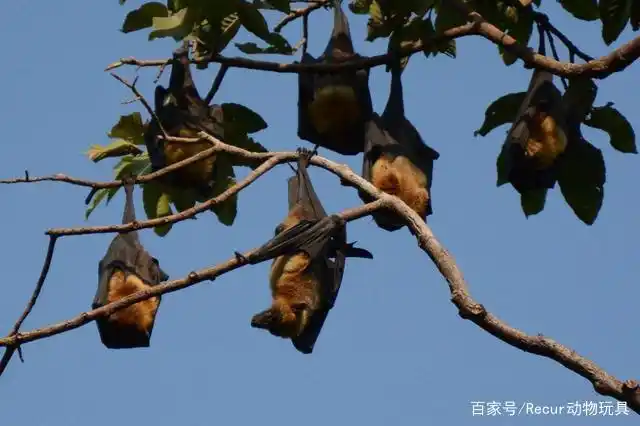 倒挂着睡觉的蝙蝠