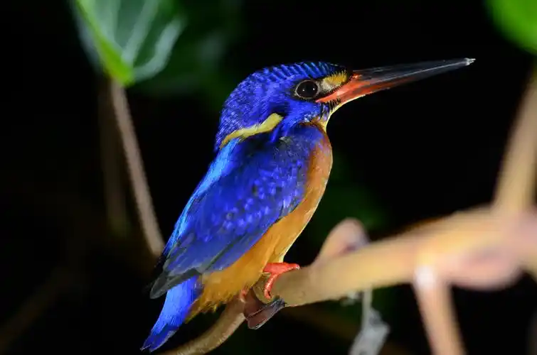 用微距头拍翠鸟一组蓝耳翠鸟