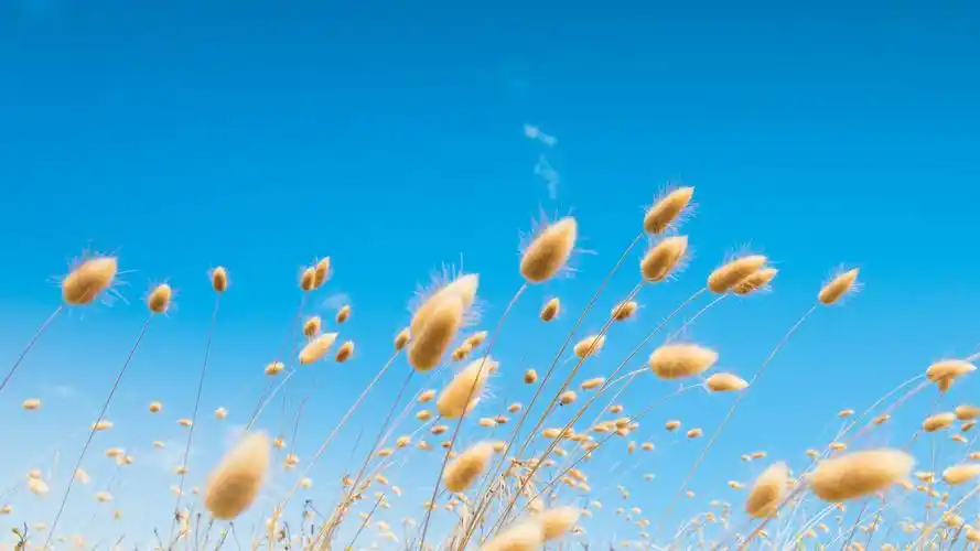 清新绿色护眼自然风景桌面壁纸下载,风景壁纸,绿色,护眼,高清,清新