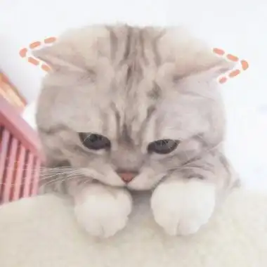 可爱的猫头像超清 超清超萌的猫咪可爱微信头像图片_动物头像_美头网