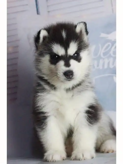 哈士奇崽崽满月啦