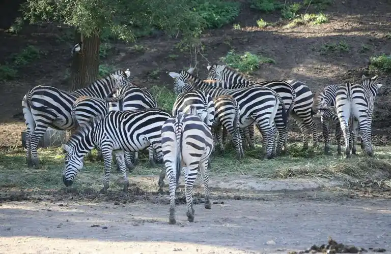 沈阳森林动物园 下