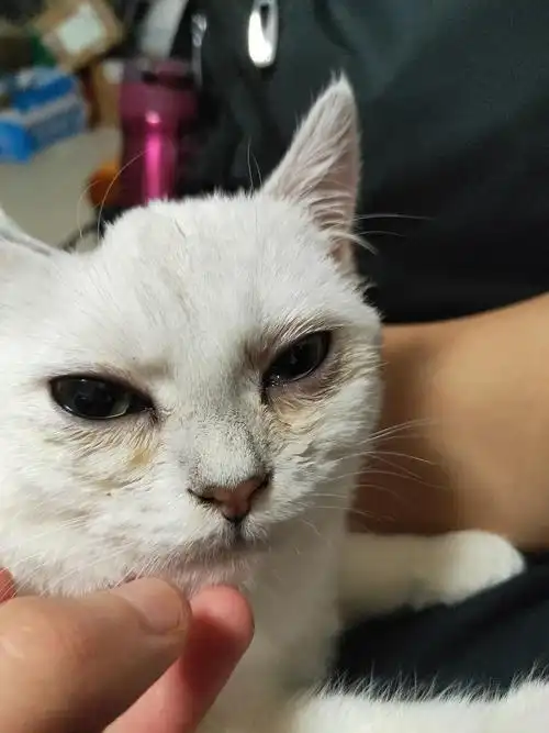 讨论猫咪下眼睑有点肿
