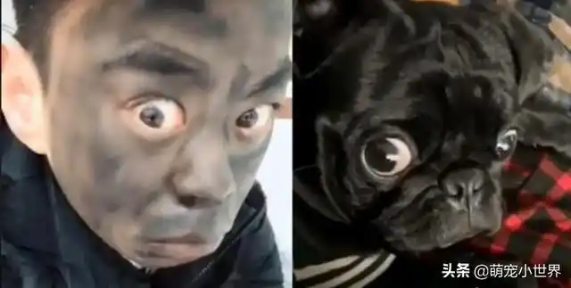 巴哥犬听到关键字突然瞪大眼回头饲主准确还原狗狗的惊悚表情