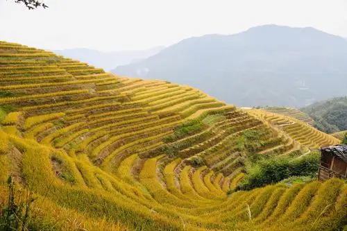 金色的龙脊梯田