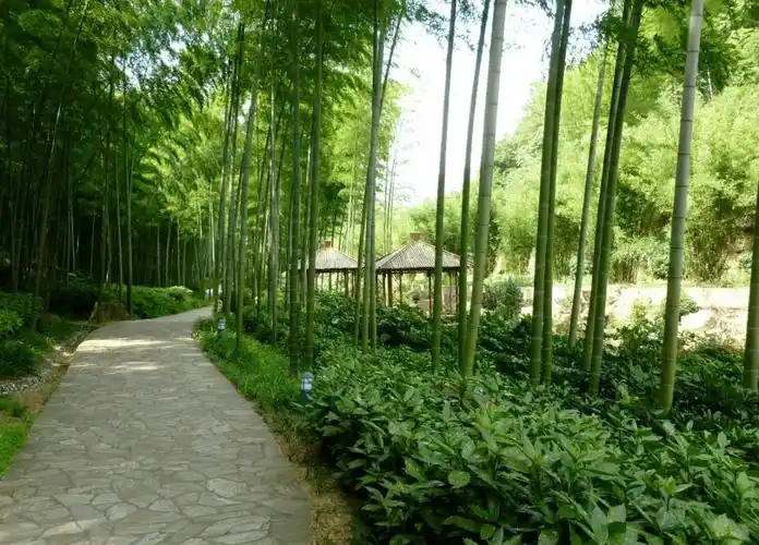 江苏春季旅游景点推荐02宜兴竹海旅游攻略低音号免费语音导游