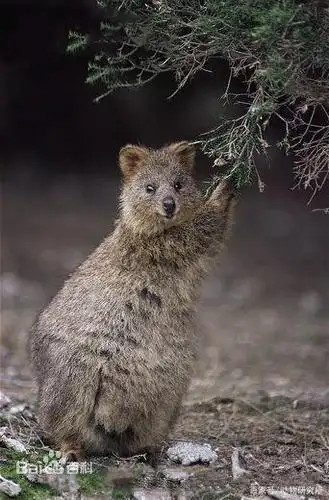 "世界上最可爱的动物"竟然濒临灭绝