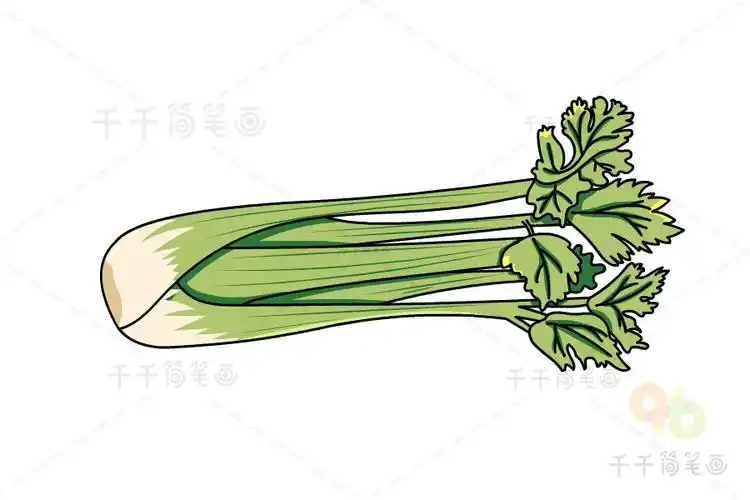 芹菜简笔画画法