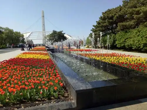 沈阳世博园 郁金香花展