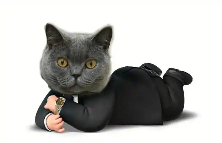 西装猫猫