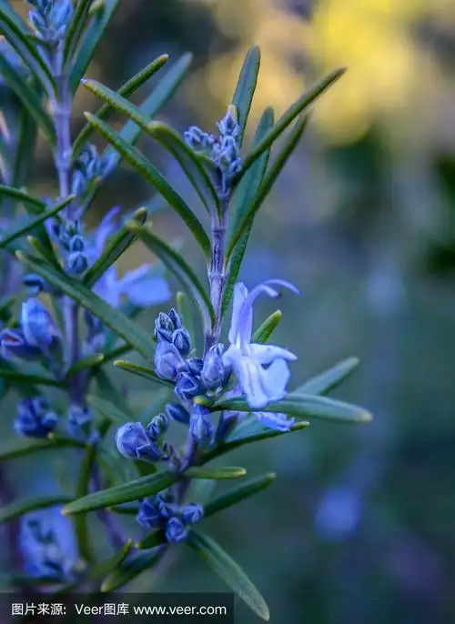 野生迷迭香