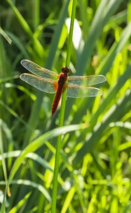 鲜花美景蜻蜓飞!