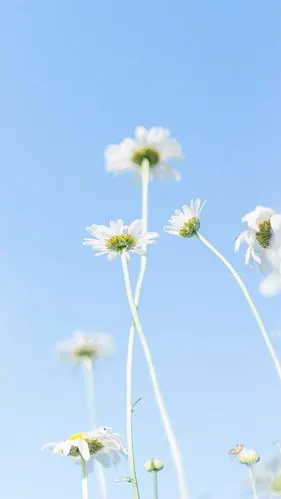 那些我爱的蓝色 - 堆糖,美图壁纸兴趣社区