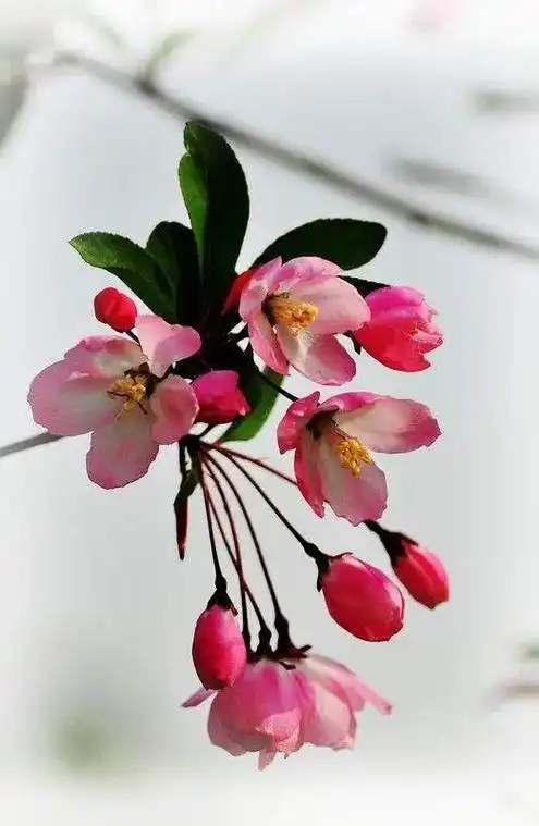 垂丝海棠简图,开花图#爱生活爱养花 #一花一草一世界  - 抖音